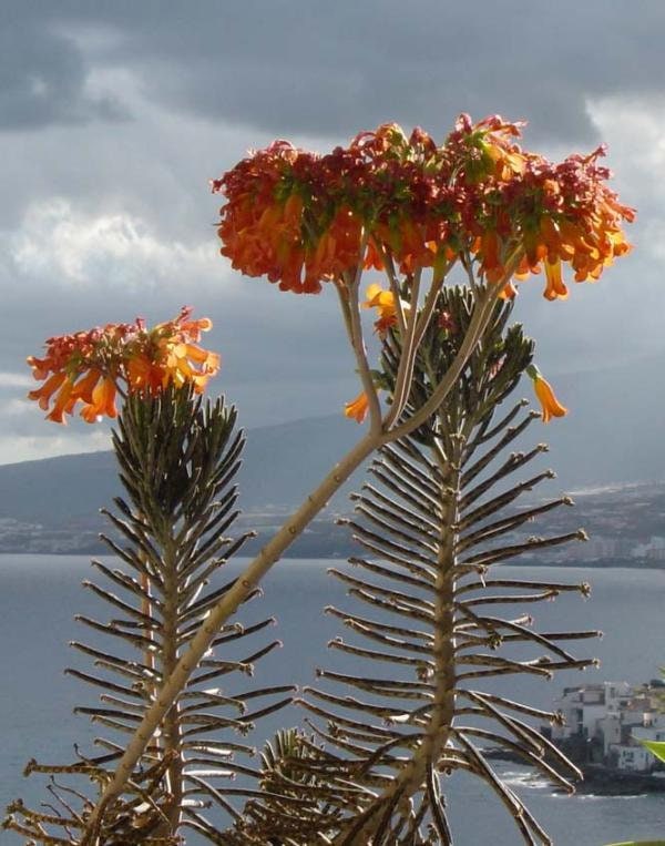 2 Kalanchoes Tubiflora Delagoensis 'Chandelier Plant'- Mother of Thousands -Mother of Millions- Maternity Plant- Bryophyllum Tubiflorum
