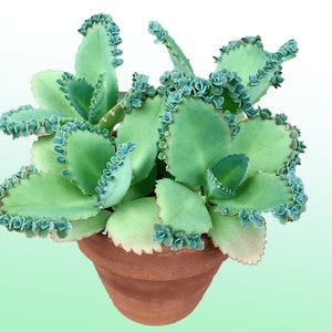 2 Rooted Kalanchoe Laetivirens, Mother of Thousands, Mexican Hat Plant, Live starter plant potted