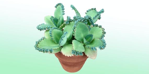 Mother of Thousands, Mexican Hat plant (Kalanchoe pinnata) with sprout