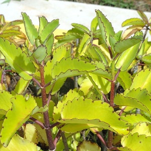 2 Medicinal Kalanchoe Pinnata, Bryophyllum pinnatum, Leaf of Life, Cathedral Bells, Miracle Leaf, Life plant, Goethe plant image 3