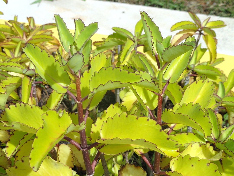 2 Medicinal Kalanchoe Pinnata, Bryophyllum pinnatum, Leaf of Life, Cathedral Bells, Miracle Leaf, Life plant, Goethe plant image 3