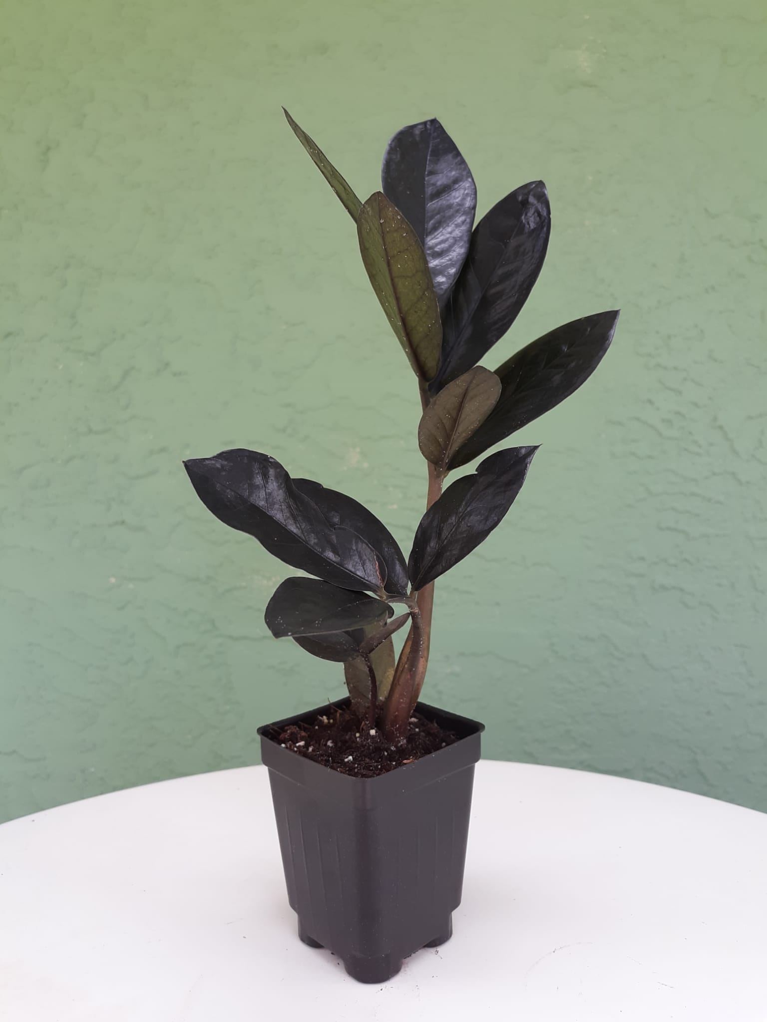 Black ZZ Plant- Zamioculcas Zamiifolia Raven- Black Raven ZZ in