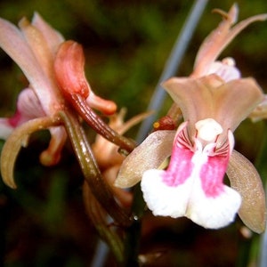 Oeceoclades maculata, Orchidée maculée d'Afrique, Orchidée moine image 5
