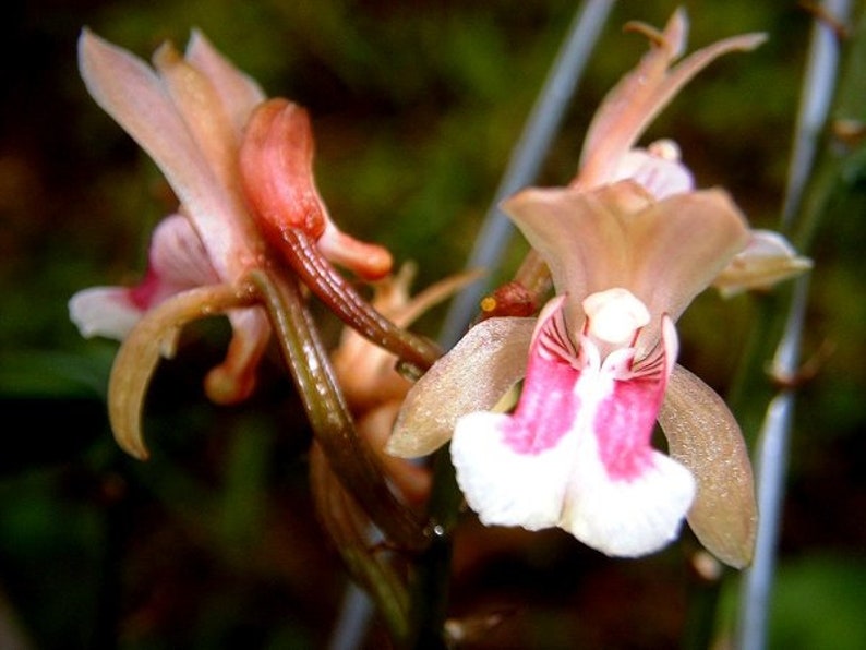 Oeceoclades maculata, Orchidée maculée d'Afrique, Orchidée moine image 5