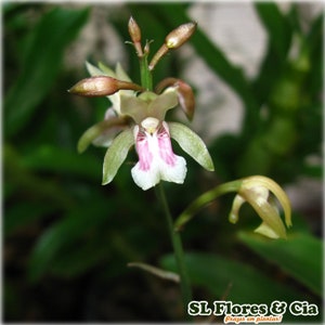 Oeceoclades maculata, Orchidée maculée d'Afrique, Orchidée moine image 2