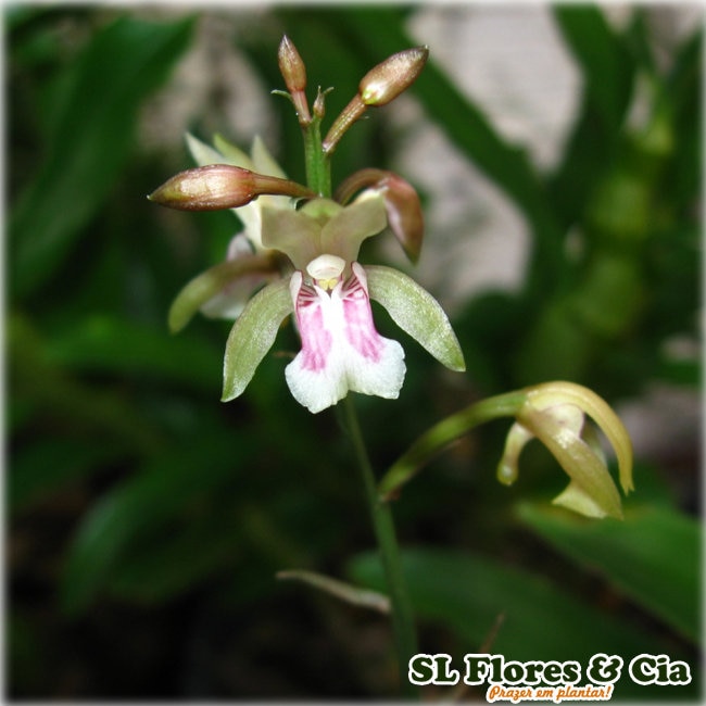 Home Oeceoclades maculata Monk Orchid African Spotted Terrestrial