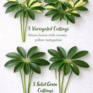 Schefflera Cuttings - Etsy