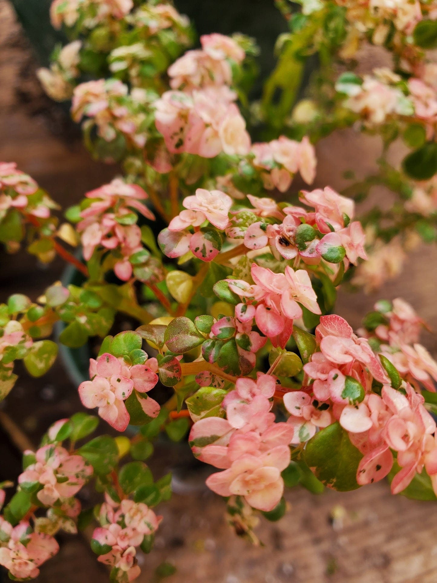 Tricolor Raspberry Ground Cover Snow Capped Artillery Fern - Tricolor Pilea Microphylla Variegata ...
