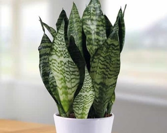 2 Sansevieria Trifasciata &#39;Zeylanica&#39;, Snake Plants, Mother-in-law&#39;s Tongue, Snake’s Tongue, Air Purifier Plant, LARGE 11-inch