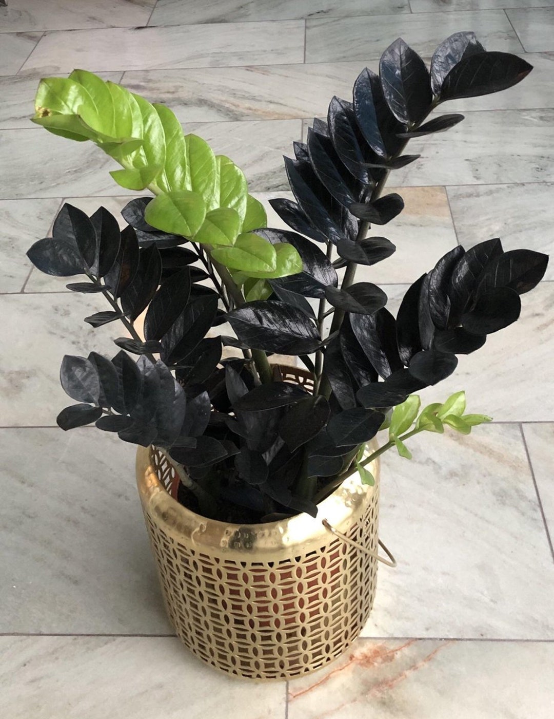 Black ZZ Plant Zamioculcas Zamiifolia Raven Black Raven ZZ in 3.5 Pot