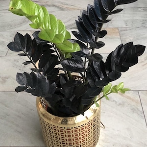 Black ZZ Plant- Zamioculcas Zamiifolia Raven- Black Raven ZZ in 3.5" Pot- (Pot included)