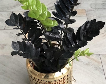 Black ZZ Plant- Zamioculcas Zamiifolia Raven- Black Raven ZZ in 3.5" Pot- (Pot included)