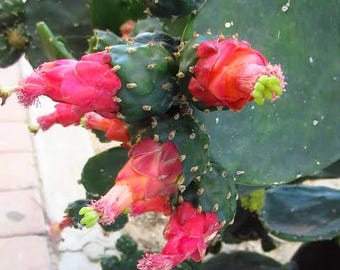 May include: A prickly pear cactus featuring large, flat, dark green pads covered in small spines. Several vibrant, deep pink to reddish-orange flowers and rounded, fleshy fruit grow from the edges of the pads, displaying bright green centers.