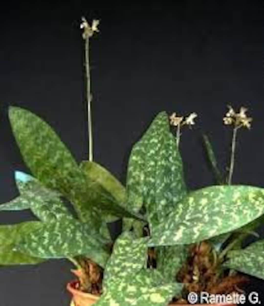 Oeceoclades Maculata, African Spotted Orchid, Monk Orchid Etsy