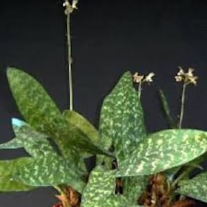 Oeceoclades maculata, Orchidée maculée d'Afrique, Orchidée moine image 1