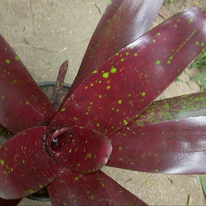 Bromeliad Neoregelia 'Royal Burgundy' image 4