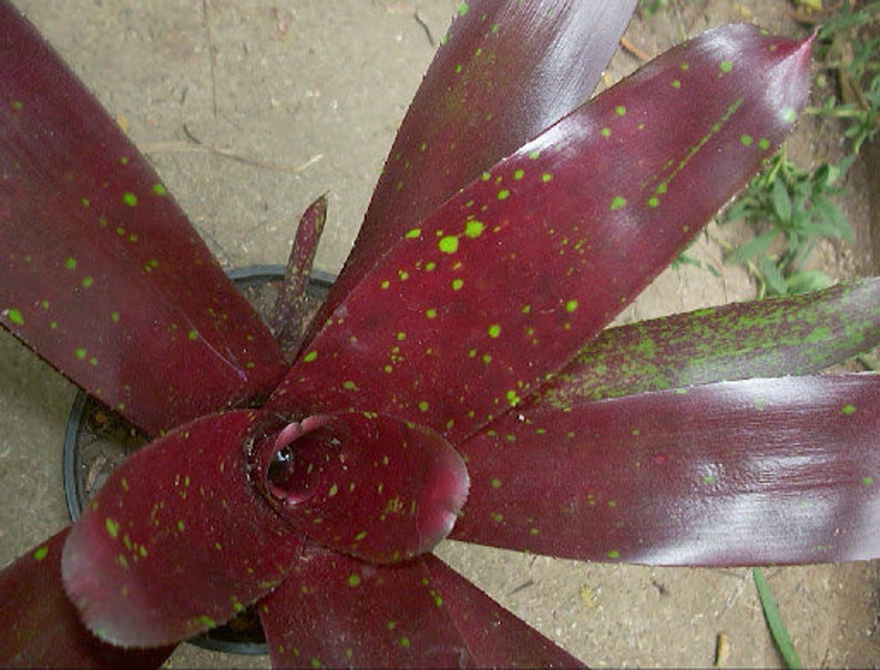 Bromeliad Neoregelia 'Royal Burgundy' image 4