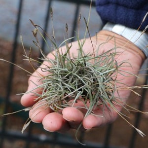 7 Volle Ballen von Tillandsia Recurvata-&quot;Moss Clump&quot; LIVE LUFTPFLANZEN mit winzigen blauen Blüten