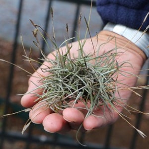 7 Full Balls of Tillandsia Recurvata-"Moss Clump" LIVE AIR PLANTS with tiny blue flowers