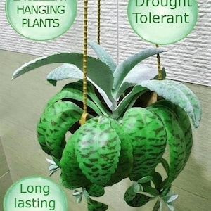 May include: A hanging Kalanchoe Gastonis bonnieri plant with green, patterned leaves and long-lasting blooms. The image includes text that reads "Excellent Hanging Plants" and "Drought Tolerant."
