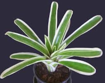 Bromeliad Neoregelia Flandriana green white stripes!
