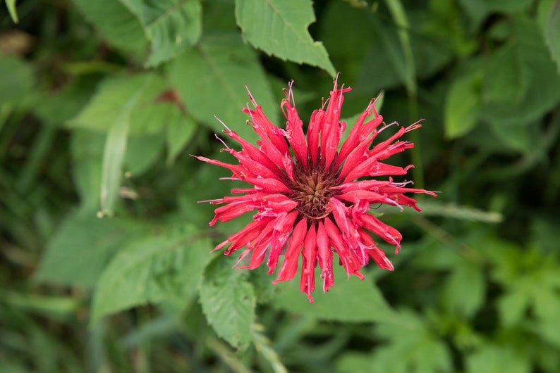 4g 0.14oz Bergamot bee balm Beebalm Monarda Didyma Organic red Flowers Petals for Steam Bath Decor Art /& to decorate candel in Canada