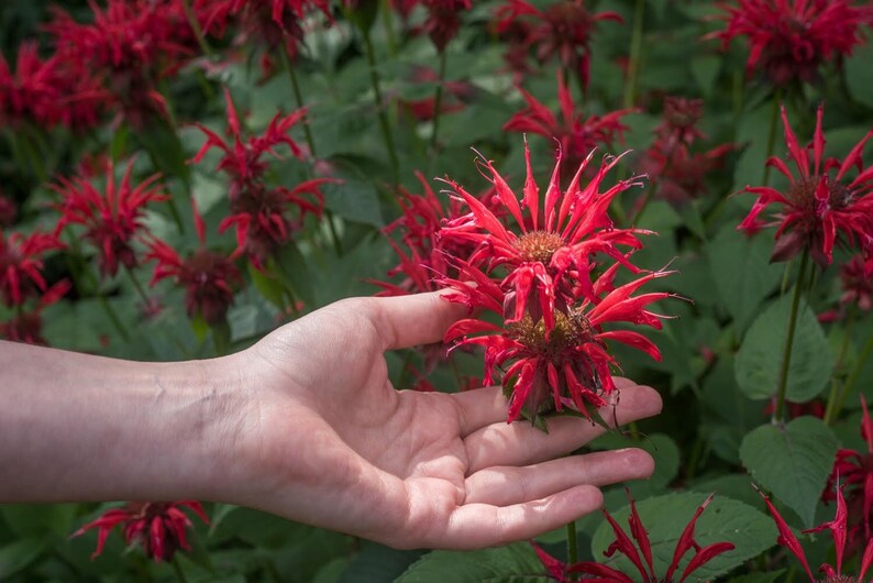 4g 0.14oz Bergamot bee balm Beebalm Monarda Didyma Organic red Flowers Petals for Steam Bath Decor Art /& to decorate candel in Canada