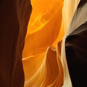 Canyon Antelope