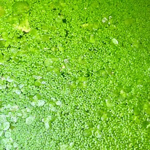 May include: Close-up of a vibrant green aquatic plant, likely duckweed, covering the water's surface. The image shows a dense collection of small, round leaves with a few larger, more developed leaves interspersed throughout. The overall texture is smooth with a slight sheen.