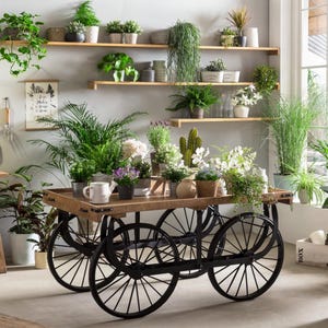 Könnte beinhalten: Ein rustikaler Holzwagen mit schwarzen Speichenrädern, gefüllt mit Topfpflanzen und Blumen. Der Wagen steht in einem hellen Raum mit Regalen, auf denen weitere Pflanzen ausgestellt sind. Eine weiße Tasse und eine Gießkanne stehen auf dem Wagen.