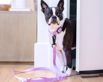 Minimalist Collar & Leash Set by Modern Pets