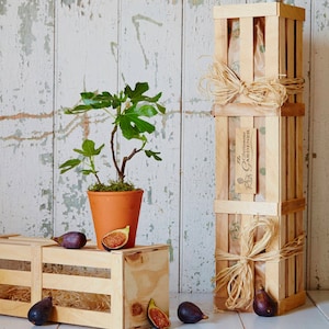 May include: A potted fig tree with green leaves and brown fruit in a terracotta pot. The tree is next to a wooden crate with a brown paper bag inside. The crate is labelled "The Gardener".