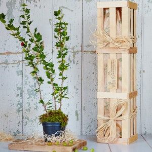 May include: A small green gooseberry plant in a black pot with moss and straw around the base. The plant is next to a wooden crate with a brown paper label that reads "The Gluttons Garden".