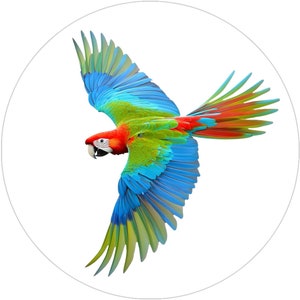 Colorful Flying Parrot Vinyl Sticker: Water Resistant Bird Decal