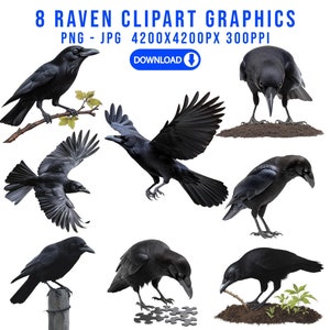 Raven Clipart, Raven PNG, Bird Clipart, Scrapbooking, Crafts, Bird Lover, Goth Bird, Raven Digital Download, Crow Clipart, Commercial Use