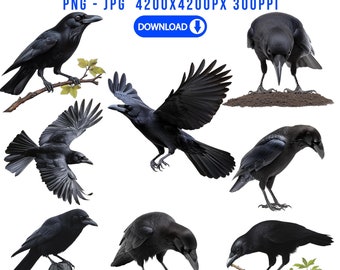 Raven Clipart-grafik: Gotisk fågel PNG, kommersiellt bruk (digital nedladdning)