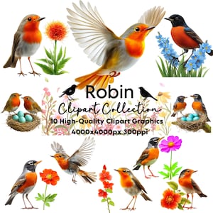 Robin Clipart Collection, 10 Robin High Quality PNG and JPG Clipart Graphic, Commercial and Personal Use, Transparent Robins, Bird Clipart