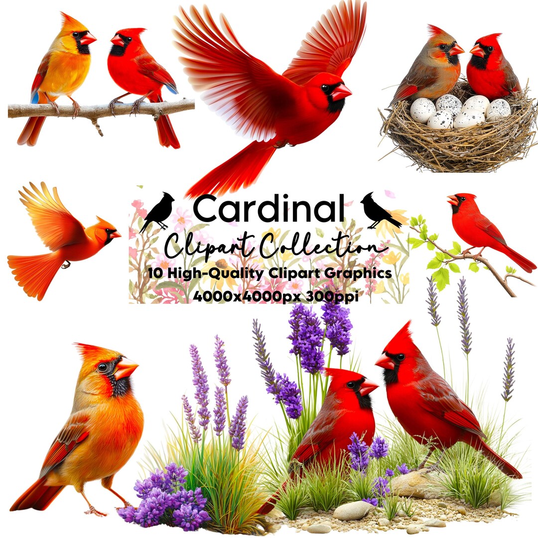 Cardinal Clipart, Bird Clipart, Cardinal PNG Transparent, Bird Crafting ...