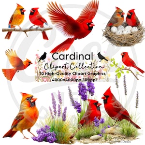 Kardinaal clipart, vogel clipart PNG transparant, knutselen, commercieel gebruik, rode kardinaal graphics, 10 afbeeldingen met hoge resolutie