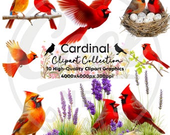 Cardinal Clipart: High-Resolution Bird Graphics (PNG, JPG)