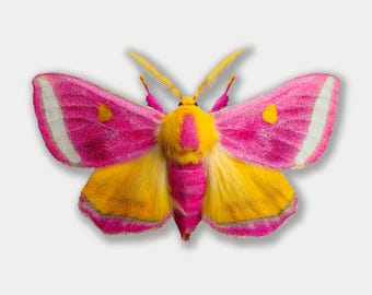 Rosy Maple Moth Sticker: Waterproof Vinyl Decal for Laptop, Car, Water Bottle
