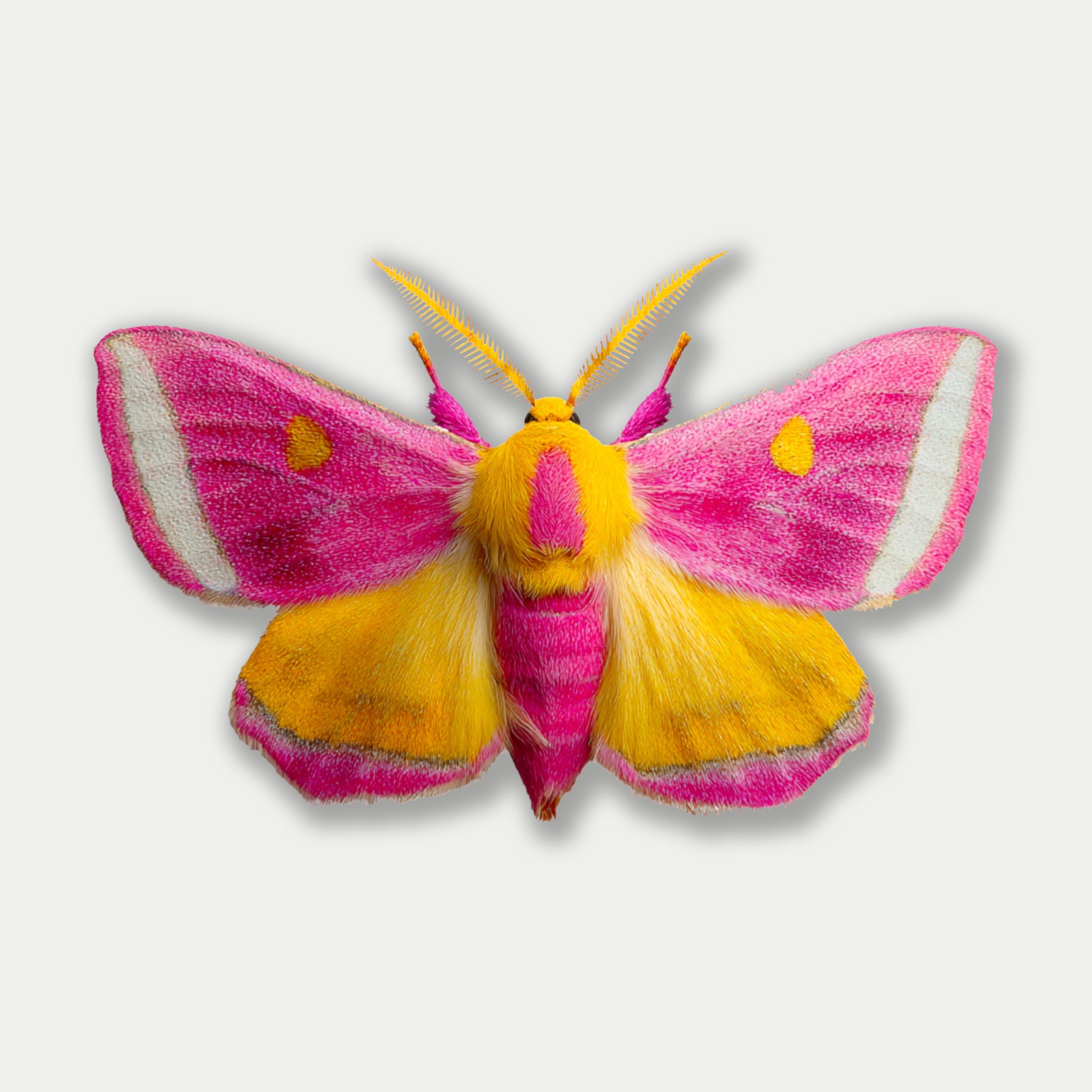 Rosy maple moth - Etsy 日本