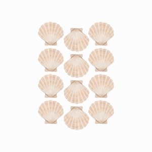 Puede incluir: Una composición de doce conchas marinas beige sobre un fondo blanco. Cada concha tiene una estructura en forma de abanico con detalles de estrías y una pequeña base texturizada. La disposición es simétrica, creando un patrón uniforme.