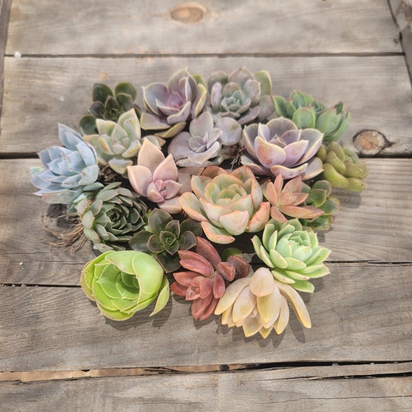 Rosette Succulent Cuttings