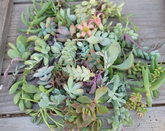 Assorted Succulent Cuttings, 30 - 200 Plants, Free Shipping!