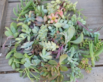 Assorted Succulent Cuttings, 30 - 200 Plants, Free Shipping! - Etsy