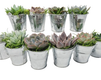 2" Succulent Wedding & Party Favors - Metal Pails, Pre-Made Arrangements