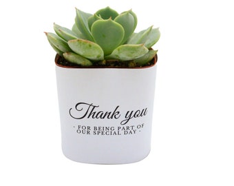 2" Succulent Wedding Wrapper For Favors Or Gifts - Thank You