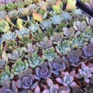 May include: A variety of succulent plants in small pots, arranged in a grid pattern. The plants are in various shades of green, pink, and purple.