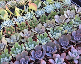 Pode incluir: Uma variedade de plantas suculentas em vasos pequenos, dispostos em uma grade. As plantas são de vários tons de verde, rosa e roxo.